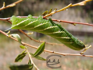 Chenille de sphinx demi paon